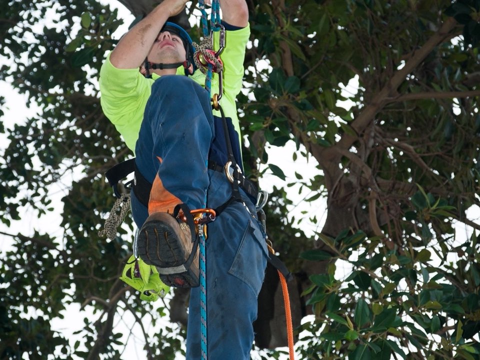 Qualified arborist working in a mature tree during a property survey in Wrexham