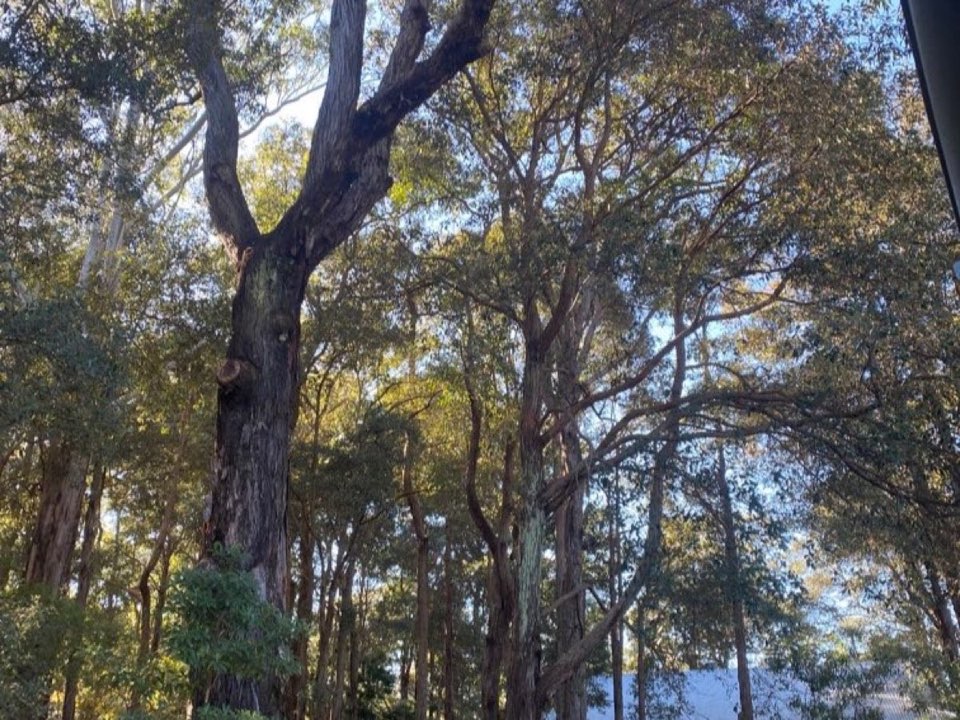 Mature trees in Wrexham parkland with a property visible in the background